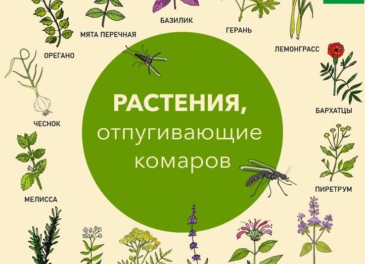 Какие растения отпугивают комаров